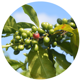 黑鑲金特選來自多明尼加永恆春天莊園的冰種咖啡豆,小巧橢圓,透著誘人的綠色光芒