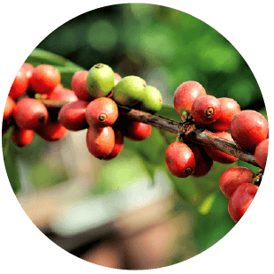 黑鑲金特選來自多明尼加紅翡咖啡生豆,一整串的在枝幹上散著著誘人的紅色