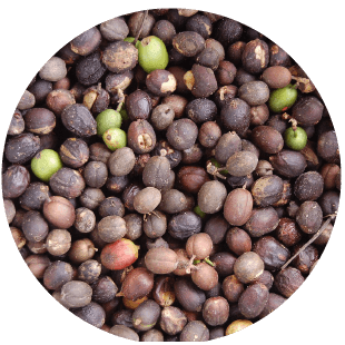 黑鑲金特選來自多明尼加永恆春天莊園的咖啡生豆,小巧的橢圓混合著咖啡色及淺綠色的迷人風采/