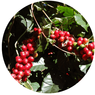 黑鑲金特選來自多明尼加永恆春天莊園的蜜處理生豆,生氣勃勃的在枝葉上散發著迷人的透亮鮮豔的紅色